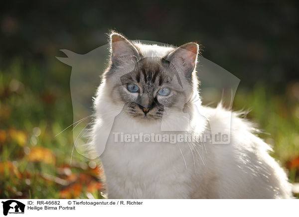 Heilige Birma Portrait / RR-46682