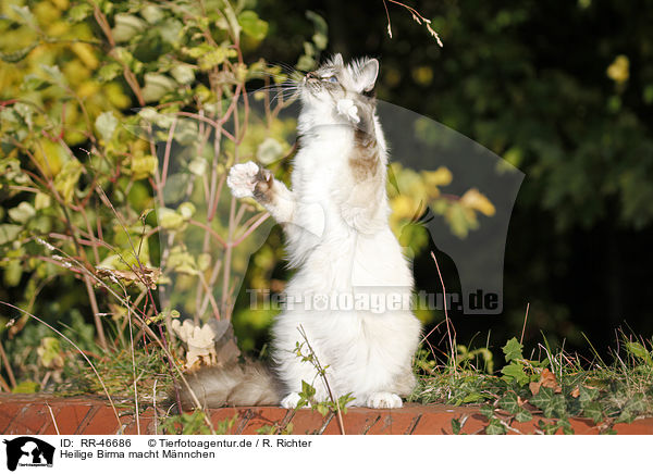 Heilige Birma macht Mnnchen / Sacred Birman / RR-46686