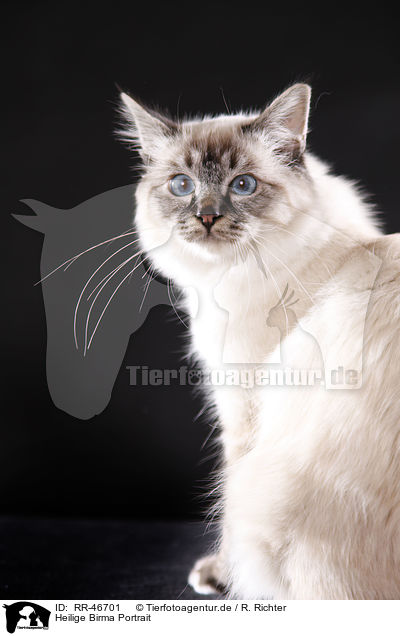 Heilige Birma Portrait / RR-46701