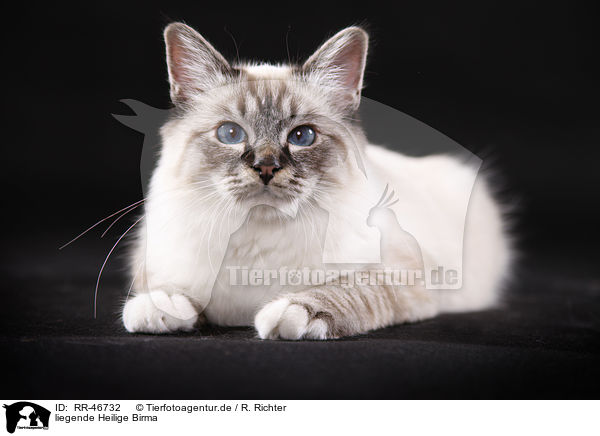 liegende Heilige Birma / lying Sacred Birman / RR-46732