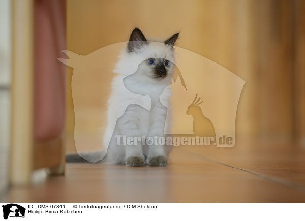 Heilige Birma Ktzchen / Sacred Birman kitten / DMS-07841