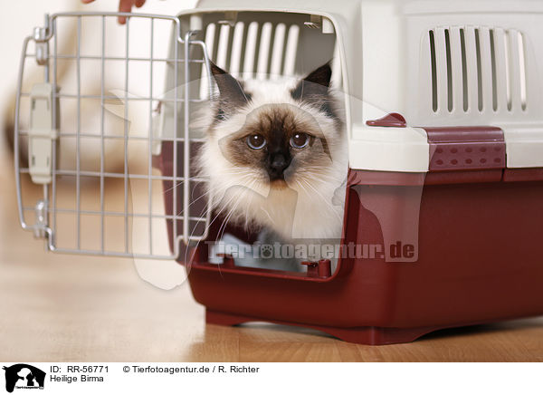 Heilige Birma / sacred Birman / RR-56771
