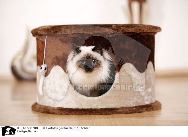 Heilige Birma / sacred Birman / RR-56780