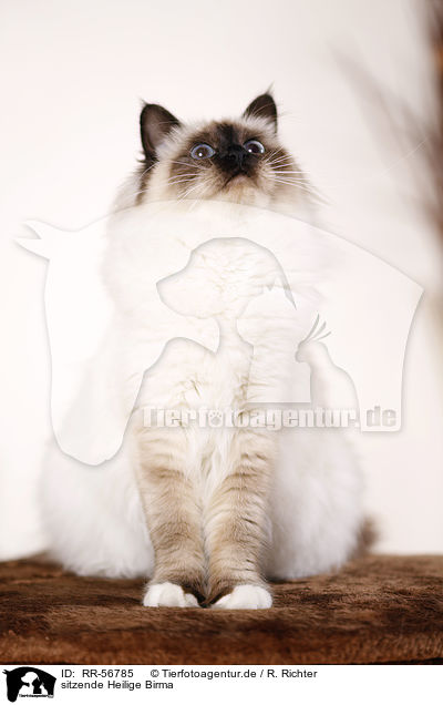 sitzende Heilige Birma / sitting sacred Birman / RR-56785