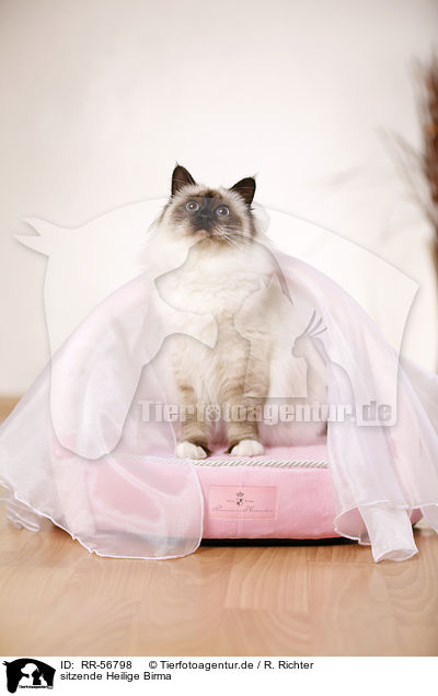 sitzende Heilige Birma / sitting sacred Birman / RR-56798