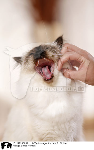 Heilige Birma Portrait / RR-56812