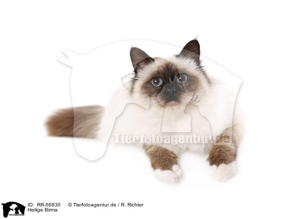 Heilige Birma / sacred Birman / RR-56830
