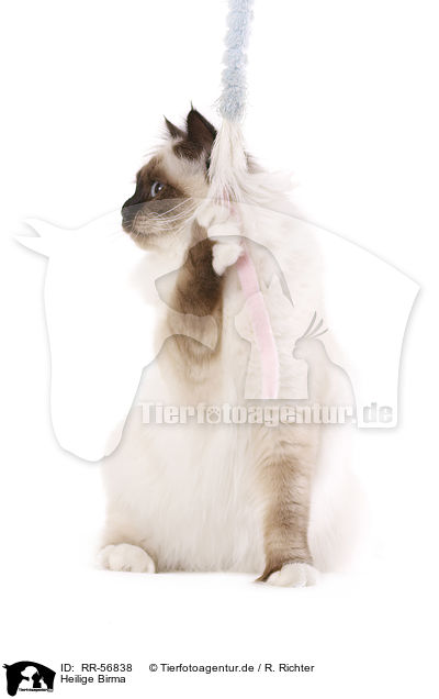 Heilige Birma / sacred Birman / RR-56838
