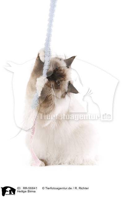 Heilige Birma / sacred Birman / RR-56841