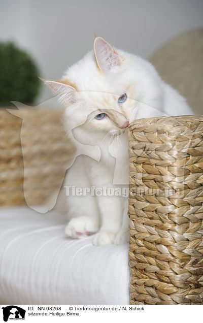 sitzende Heilige Birma / NN-08268