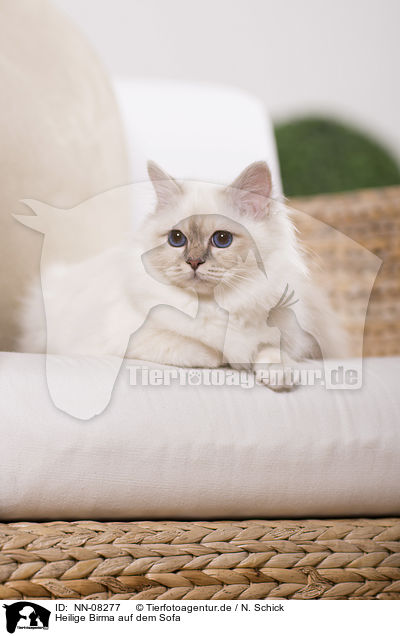 Heilige Birma auf dem Sofa / NN-08277