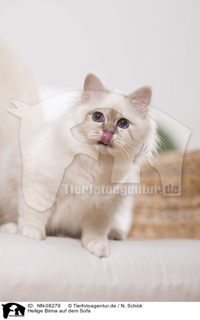 Heilige Birma auf dem Sofa / Sacred Birman on sofa / NN-08279