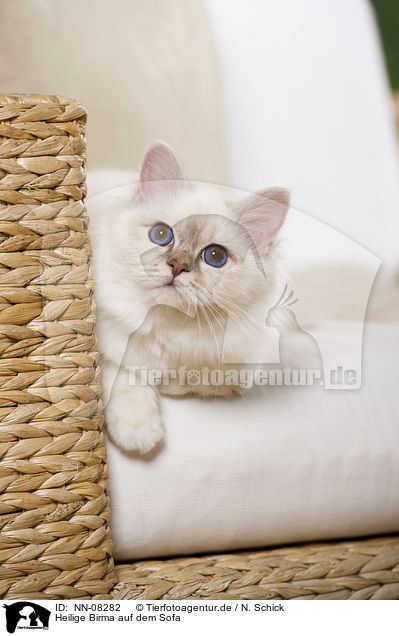 Heilige Birma auf dem Sofa / Sacred Birman on sofa / NN-08282