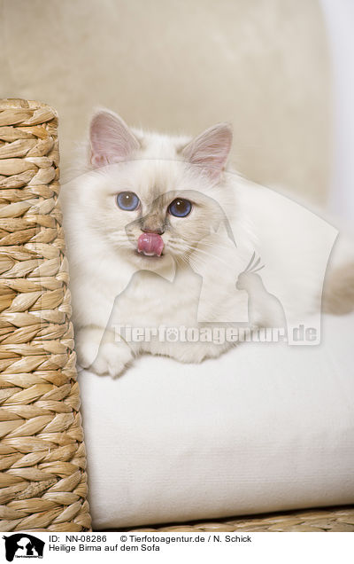 Heilige Birma auf dem Sofa / Sacred Birman on sofa / NN-08286