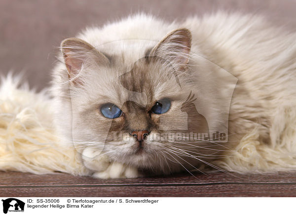 liegender Heilige Birma Kater / lying Sacred Birman tomcat / SS-35006