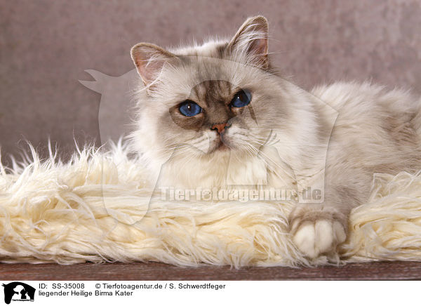 liegender Heilige Birma Kater / lying Sacred Birman tomcat / SS-35008
