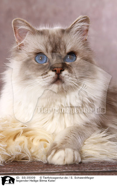 liegender Heilige Birma Kater / lying Sacred Birman tomcat / SS-35009