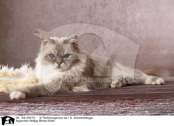 liegender Heilige Birma Kater / lying Sacred Birman tomcat / SS-35010
