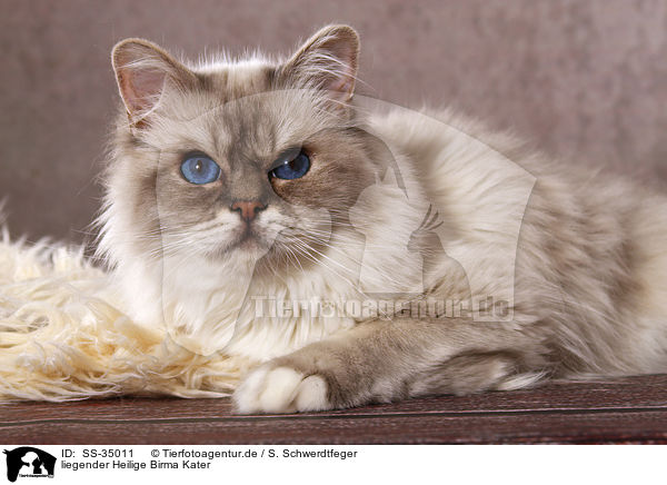 liegender Heilige Birma Kater / lying Sacred Birman tomcat / SS-35011