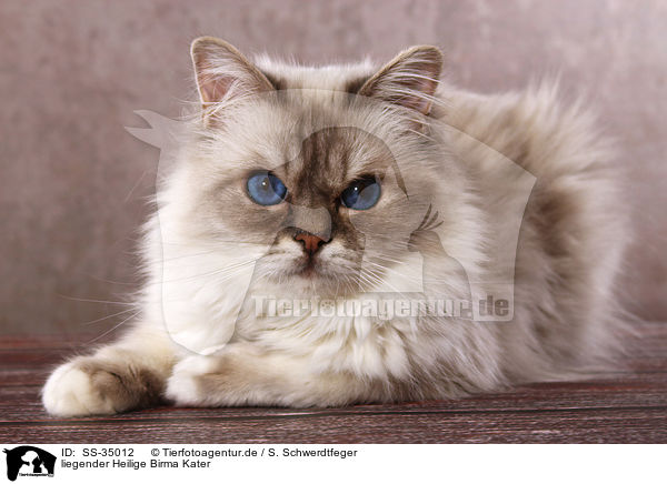 liegender Heilige Birma Kater / lying Sacred Birman tomcat / SS-35012