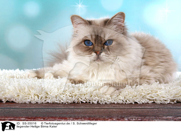 liegender Heilige Birma Kater / lying Sacred Birman tomcat / SS-35016