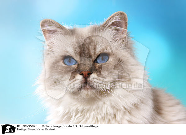 Heilige Birma Kater Portrait / SS-35020