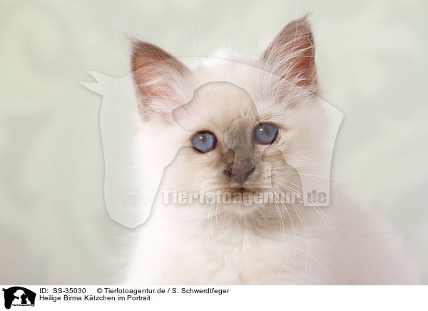 Heilige Birma Ktzchen im Portrait / SS-35030