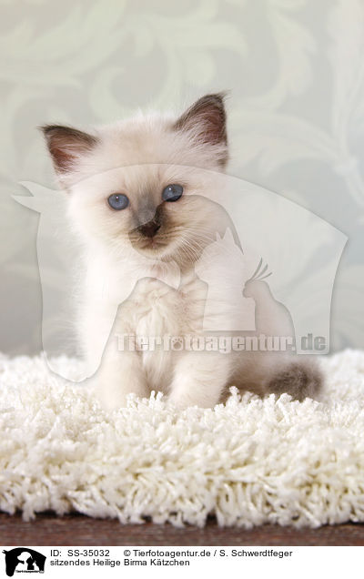 sitzendes Heilige Birma Ktzchen / sitting Sacred Birman kitten / SS-35032
