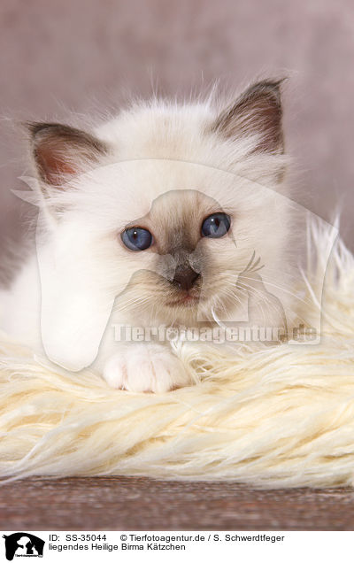 liegendes Heilige Birma Ktzchen / lying Sacred Birman kitten / SS-35044