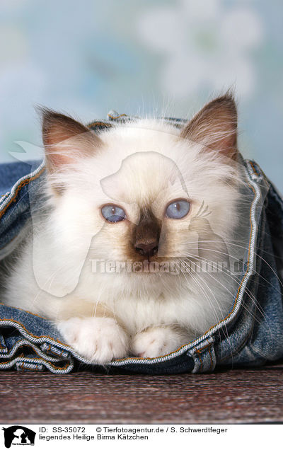 liegendes Heilige Birma Ktzchen / lying Sacred Birman kitten / SS-35072