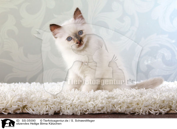 sitzendes Heilige Birma Ktzchen / sitting Sacred Birman kitten / SS-35090