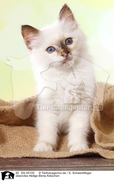 sitzendes Heilige Birma Ktzchen / sitting Sacred Birman kitten / SS-35100