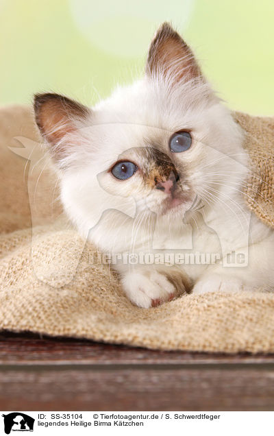 liegendes Heilige Birma Ktzchen / lying Sacred Birman kitten / SS-35104