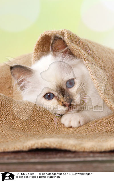 liegendes Heilige Birma Ktzchen / lying Sacred Birman kitten / SS-35105