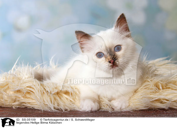 liegendes Heilige Birma Ktzchen / lying Sacred Birman kitten / SS-35109