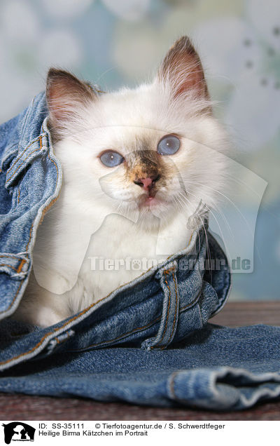 Heilige Birma Ktzchen im Portrait / SS-35111