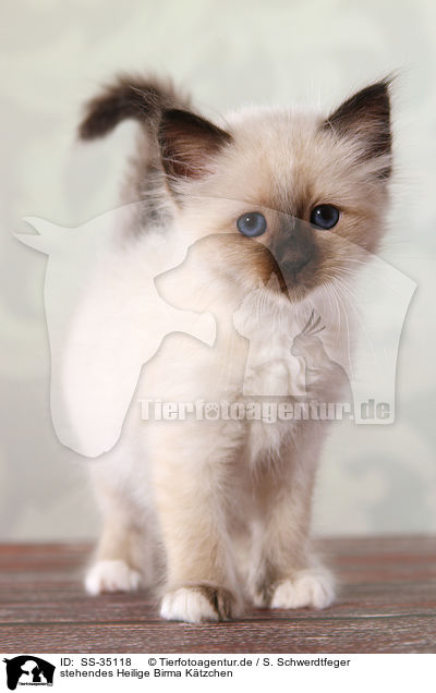 stehendes Heilige Birma Ktzchen / standing Sacred Birman kitten / SS-35118