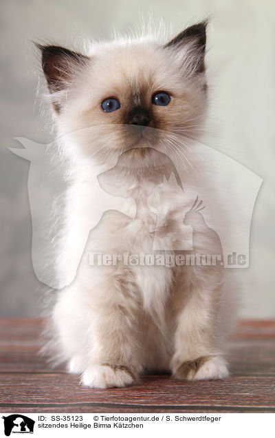 sitzendes Heilige Birma Ktzchen / sitting Sacred Birman kitten / SS-35123