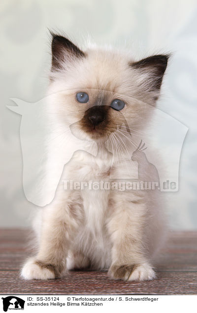sitzendes Heilige Birma Ktzchen / sitting Sacred Birman kitten / SS-35124