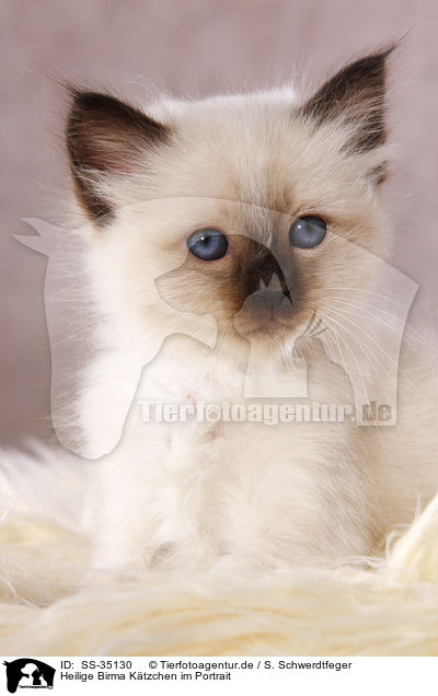 Heilige Birma Ktzchen im Portrait / Sacred Birman kitten portrait / SS-35130