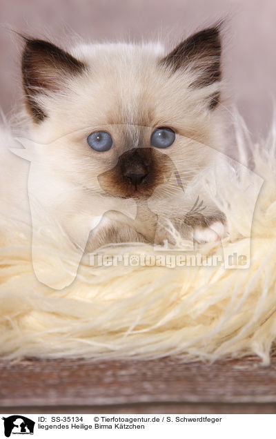 liegendes Heilige Birma Ktzchen / lying Sacred Birman kitten / SS-35134