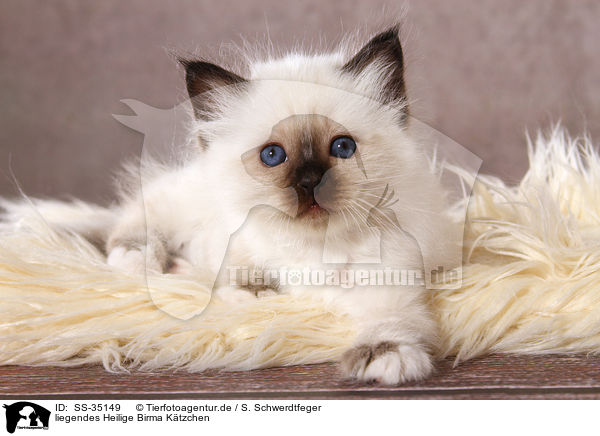 liegendes Heilige Birma Ktzchen / lying Sacred Birman kitten / SS-35149