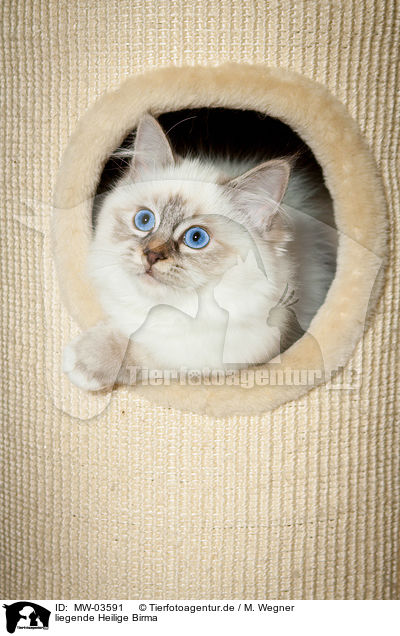 liegende Heilige Birma / lying Sacred Birman / MW-03591