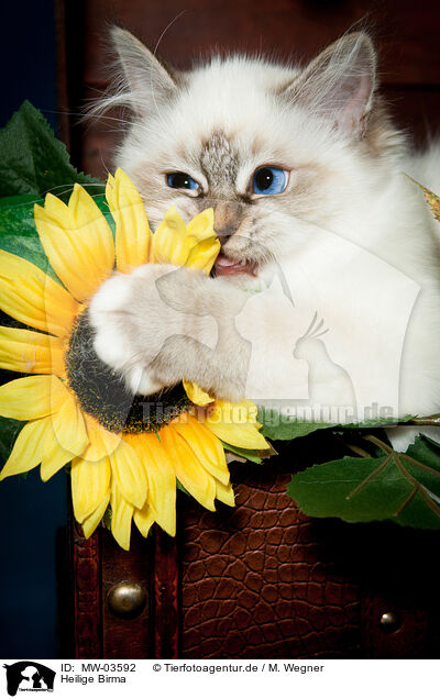Heilige Birma / Sacred Birman / MW-03592