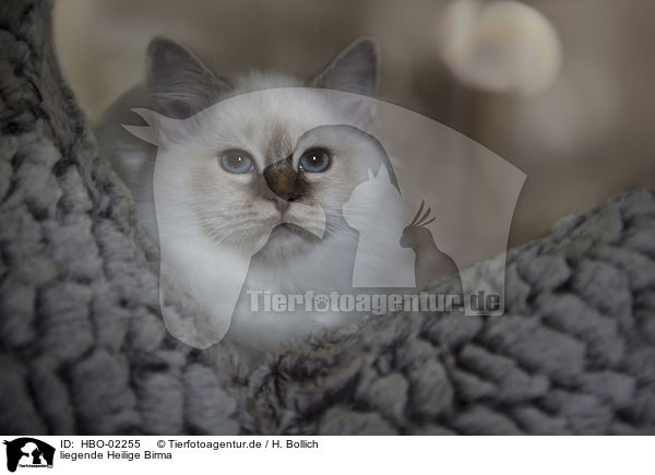 liegende Heilige Birma / lying Sacred Birman / HBO-02255