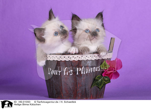Heilige Birma K�tzchen / Sacred Birman kittens / HS-01093