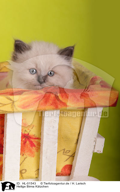 Heilige Birma K�tzchen / Sacred Birman Kitten / HL-01543