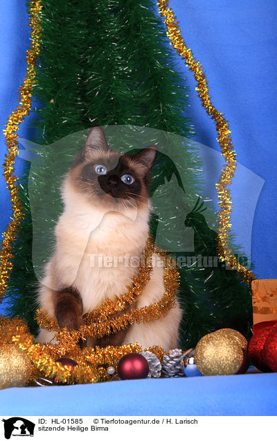 sitzende Heilige Birma / sitting Sacred Birman / HL-01585