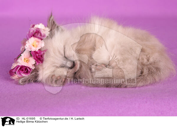 Heilige Birma K�tzchen / Sacred Birman Kitten / HL-01695