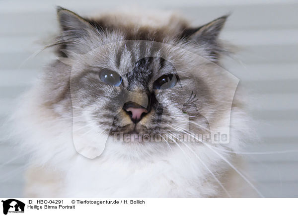 Heilige Birma Portrait / Sacred Birman Portrait / HBO-04291